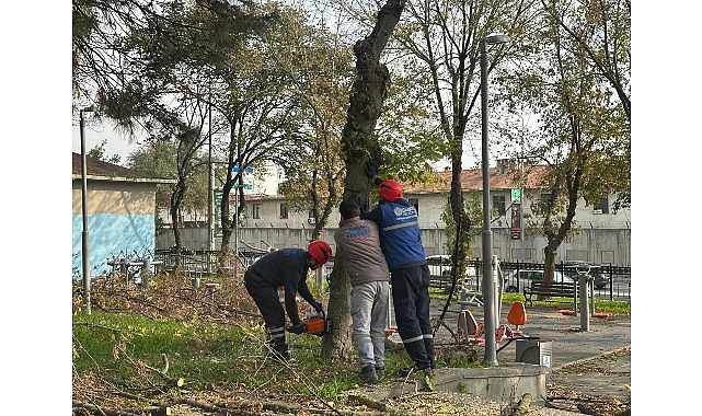 Bakırköy Belediyesi’nden Teke Böceğine Karşı Etkin Mücadele