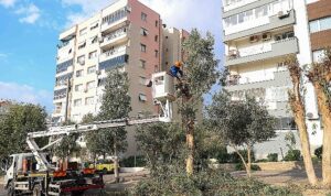 Buca’da budama seferberliği