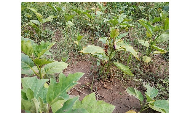 Efes Tarlası Yaşam Köyü’nde Elde Edilen Yerel Tohumlar Anadolu’nun Dört Bir Yanında Filizleniyor