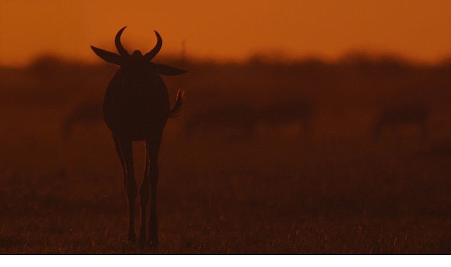 İki Bölümden Oluşan ‘Mara: Yeniden Doğuş’,   16 ve 23 Kasım Pazar Günleri 20.00’de   National Geographic WILD Ekranlarında İzleyicilerle Buluşuyor!