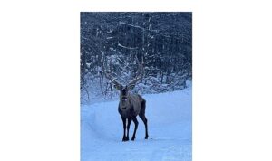 Karla kaplı Kuzuyayla’da kızıl geyik görüntülendi