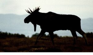 ‘Vahşi Kışla Yarış’,   28 Aralık Pazar 20.00’de   National Geographic WILD Ekranlarında!