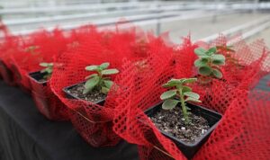 Keçiören’de Bilinçli Tarımsal Üretim İçin Eğitim Verildi