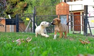 Osmangazi Belediyesi Can Dostların Umudu Oluyor