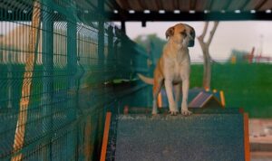 Didim Belediyesi’nden can dostlara sevgiyle hizmet