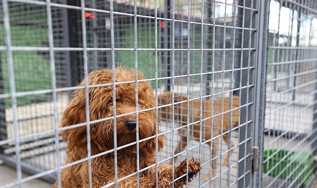 Buca’nın can dostlarına “beş yıldızlı” bakım