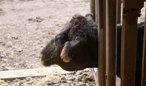 ‘Heartland Veterinerleri: Bir Aile Hikayesi’,   23 Mart Pazartesi 21.00’de   National Geographic WILD Ekranlarında İzleyicilerle Buluşuyor!