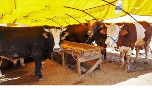 Keçiören’de Kurban Satış Alanı Başvuruları Başlıyor