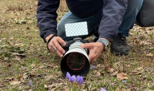 Keltepe Çiğdemi büyüledi
