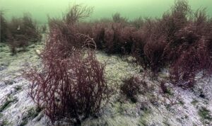 Mekânın sahipleri geri döndü